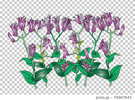 ホトトギスの花 ホトトギスの花 70907645