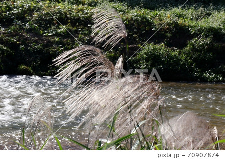 秋の風景:天の川水辺:葦の穂:清流の流れ 秋の風景:天の川水辺:葦の穂:清流の流れ 70907874
