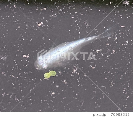 ダルマメダカちゃんは可愛い 70908313