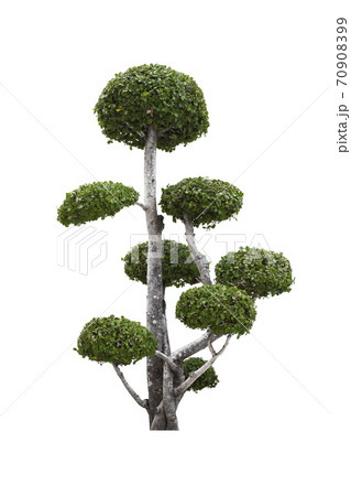 Beautiful green tree isolated on white. Beautiful green tree isolated on white. 70908399