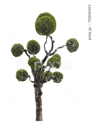 Beautiful green tree isolated on white. 70908405