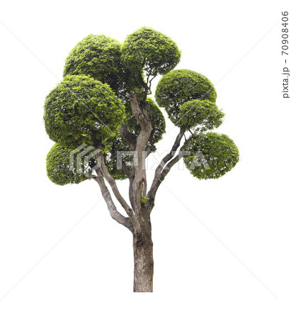Beautiful green tree isolated on white. Beautiful green tree isolated on white. 70908406