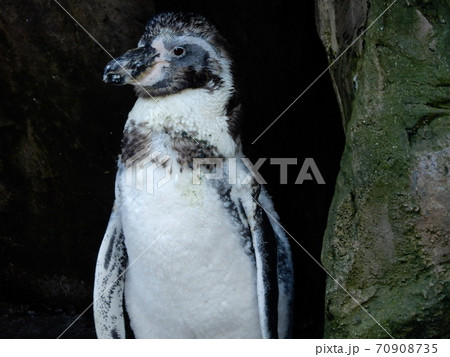 ものを言いたげなペンギン 70908735