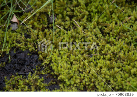 かわいらしい海岸の植物 70908839