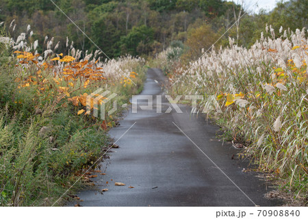 ダムに通じるすすきがなびく小道の風景 70908840