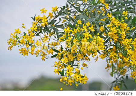 黄色いアンデスノオトメの花 70908873