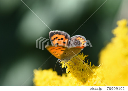 セイタカアワダチソウの蜜を吸っているベニシジミ 70909102