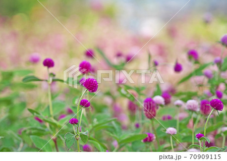 沢山咲いているセンニチコウの花 70909115