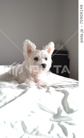 寝室のベッドの上にいるウエストハイランドホワイトテリア 寝室のベッドの上にいるウエストハイランドホワイトテリア 70909149