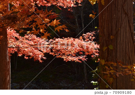 せせらぎ街道のもみじが真っ赤に紅葉 せせらぎ街道のもみじが真っ赤に紅葉 70909180