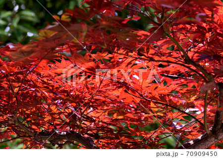 真っ赤な紅葉 真っ赤な紅葉 70909450