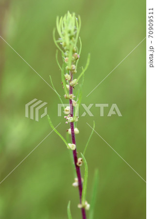 コキアの花の写真素材