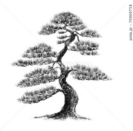 大きな松の木　水墨画風　モノクロ 70909758