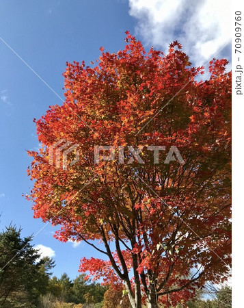 青空と紅葉 70909760