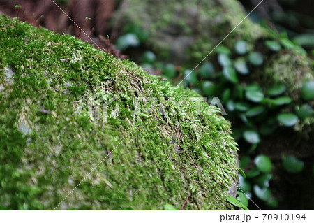 和を連想する素材 70910194