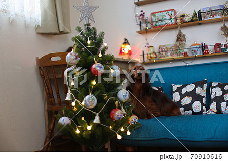 クリスマスを楽しむダックスフンド 70910616