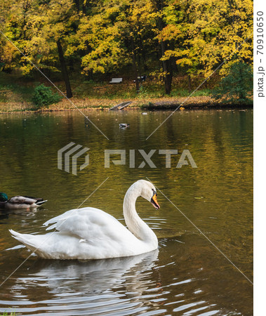White swan on pond in Tsaristyno park on autumn day. Moscow 70910650