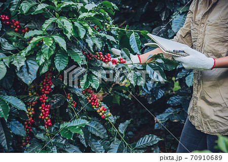 A woman in the hand holding a notebook and standing close to the coffee tree A woman in the hand holding a notebook and standing close to the coffee tree 70910689