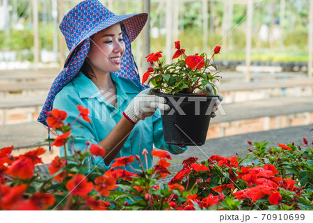 Greenhouse flower seedlings. The young woman's hand holding a flower tree plant in a pot on hand, agriculture gardening background Greenhouse flower seedlings. The young woman's hand holding a flower tree plant in a pot on hand, agriculture gardening background 70910699