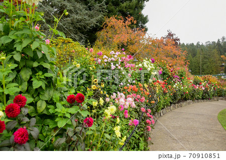 ダリアの花に彩られた庭園の小路 ビクトリア ブリティッシュコロンビア カナダの写真素材