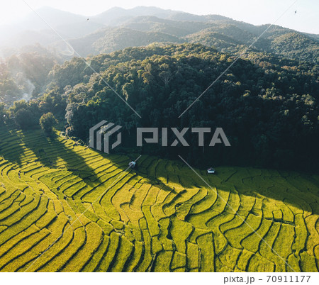 Natural rice fields in the countryside before harvest 70911177