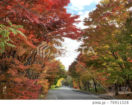 紅葉がきれいな並木道 70911328
