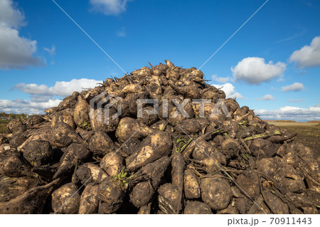 a large pile of sugar beets in the field before being sent to the factory. Ripe sugar beet 70911443