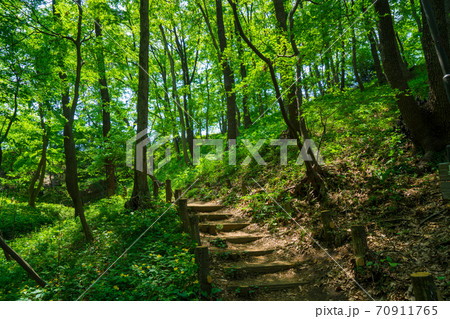 東京　八王子　片倉城跡公園の新緑 70911765