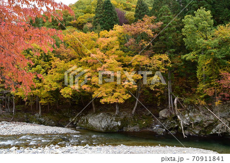 川沿いの木々の紅葉 70911841