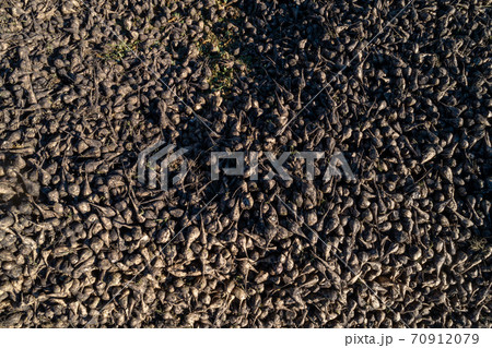 a large pile of sugar beets in the field before being sent to the factory. Ripe sugar beet 70912079