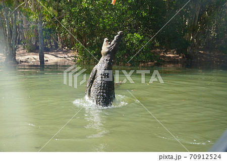 水面から飛び出すクロコダイル ワニ の写真素材