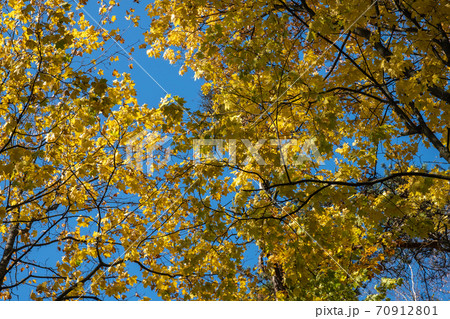 Bright golden-yellow maple leaves against a blue sky. Bright golden-yellow maple leaves against a blue sky. 70912801