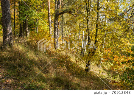 Autumn forest with birch and pine trees in bright yellow leaves. 70912848