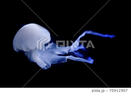 幻想的な漂うクラゲ 70912907