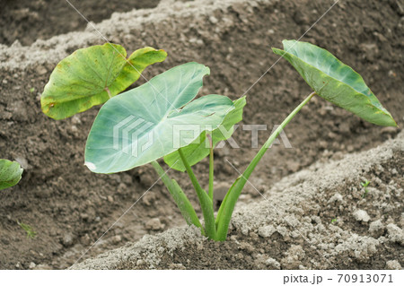 畑に植わっている里芋の苗の写真素材