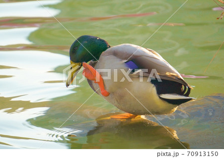 足をあげて池に入るマガモ 足をあげて池に入るマガモ 70913150