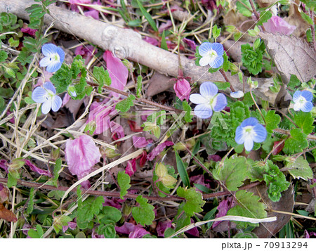 地面に落ちた桜の花びらとオオイヌフグリ 70913294
