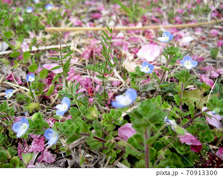 地面に落ちた桜の花びらとオオイヌフグリ 地面に落ちた桜の花びらとオオイヌフグリ 70913300