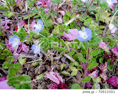 地面に落ちた桜の花びらとオオイヌフグリ 70913301