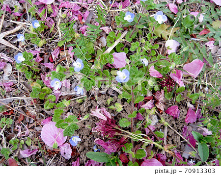 地面に落ちた桜の花びらとオオイヌフグリ 70913303