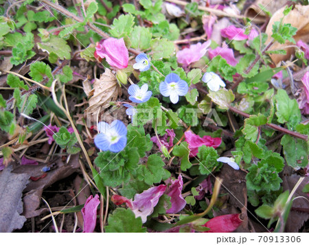地面に落ちた桜の花びらとオオイヌフグリ 70913306