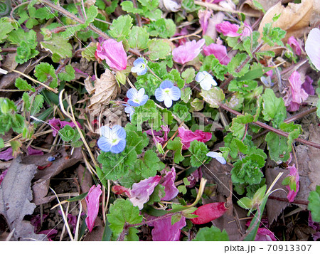 地面に落ちた桜の花びらとオオイヌフグリ 70913307