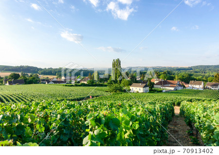 Row vine grape in champagne vineyards at montagne de reims countryside village background, Reims, France 70913402
