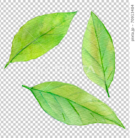 水彩插圖食品勞里爾 70913484