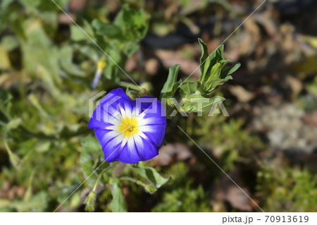 Dwarf Morning Glory Blue Ensign 70913619