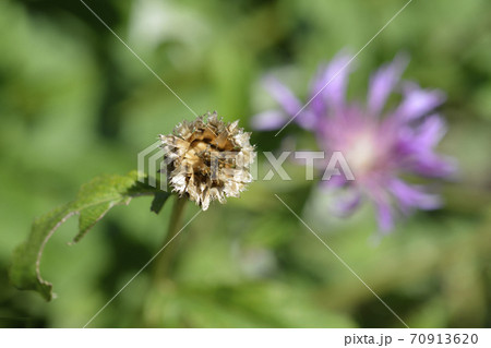 Pink Bachelors Button Pink Bachelors Button 70913620