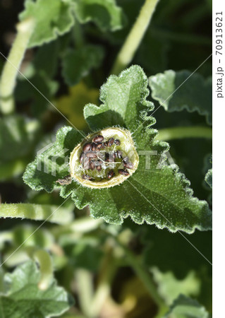 Squirting cucumber 70913621