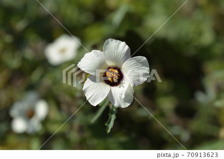 Flower-of-an-hour 70913623