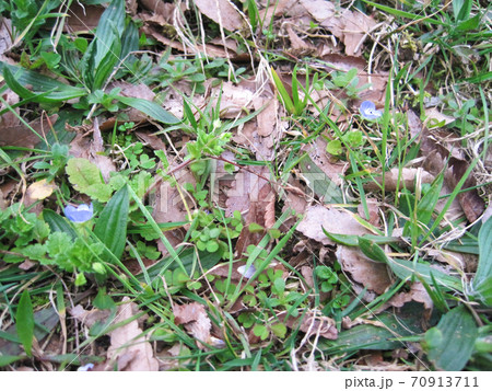 地面に落ちた枯れ葉の隙間から生えてきたオオイヌフグリ 地面に落ちた枯れ葉の隙間から生えてきたオオイヌフグリ 70913711