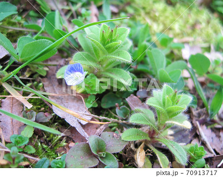 地面に落ちた枯れ葉の隙間から生えてきたオオイヌフグリ 地面に落ちた枯れ葉の隙間から生えてきたオオイヌフグリ 70913717